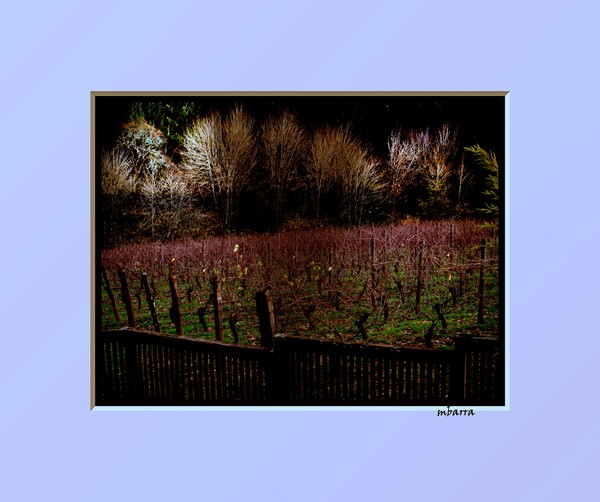 vineyard