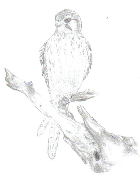 american kestrel