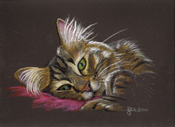 Main Coon Cat
