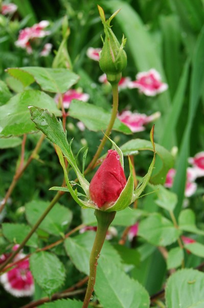 Rose Bud