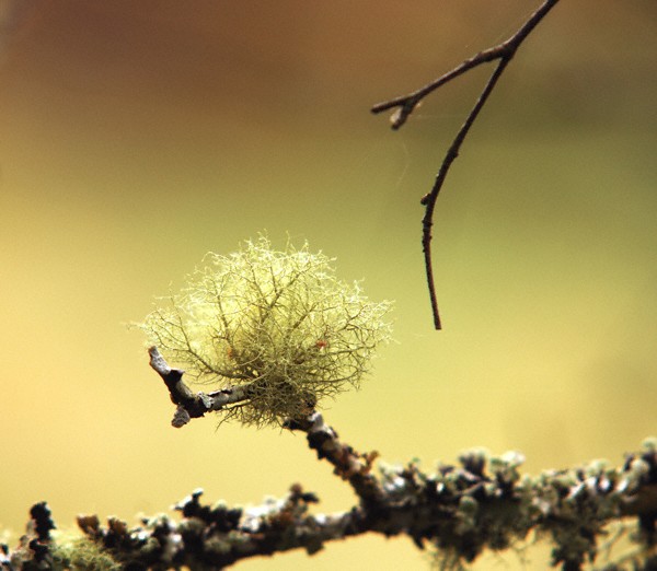 Lichen