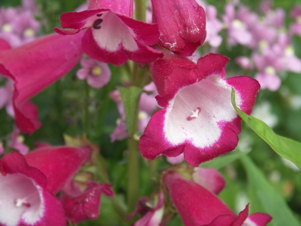 **PENSTEMON FLOWERS**