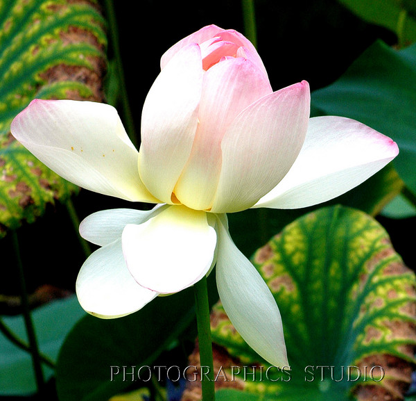 Nelumbo-Slocum Lotus