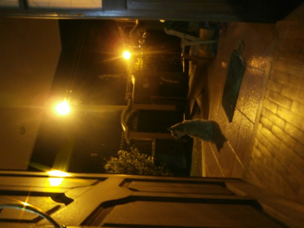 Bichito sonando