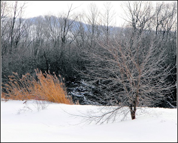 Cold Little Tree