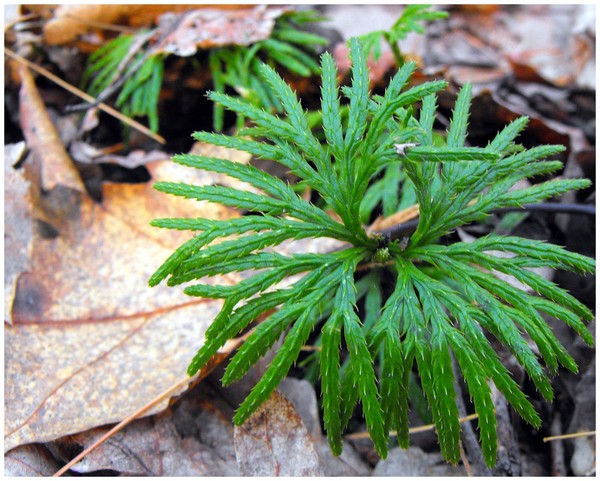 Club Foot Moss