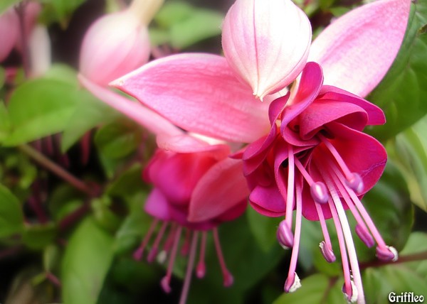 FUSHIA