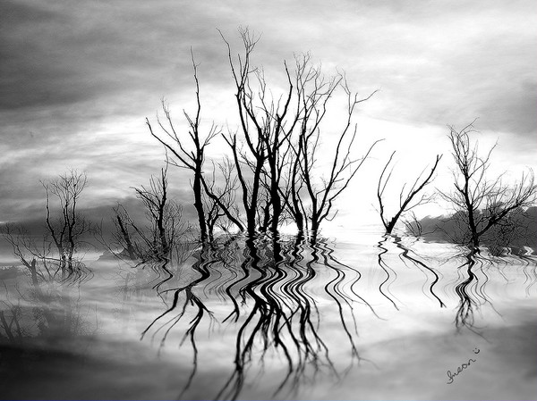 DeadTrees-Black and White