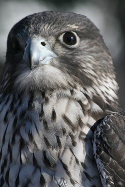 Feathered Fury