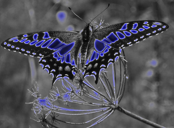 Glowing_Butterfly