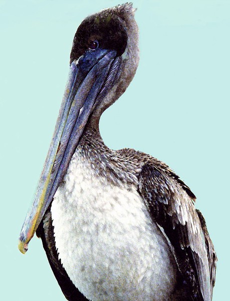 Pelican Greets You