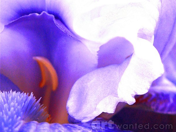 The Intimate Iris