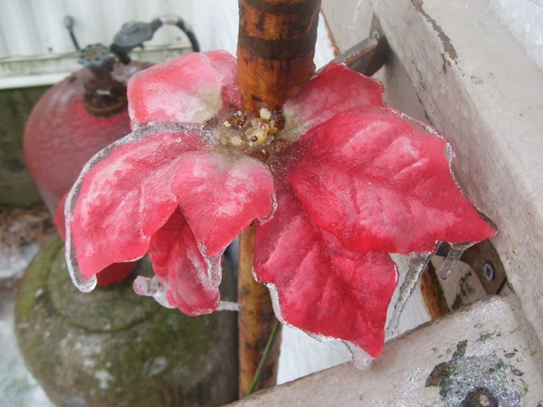 Frozen silk
