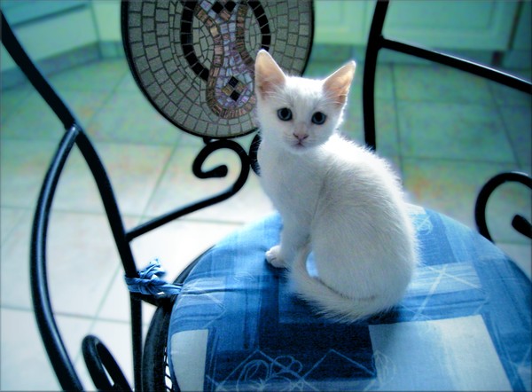 merlin