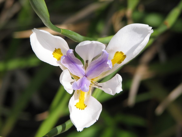 Wild Iris