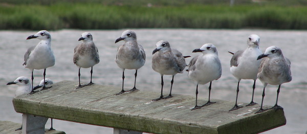 Birds of a feather