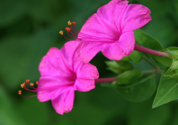 Pink Four o-clocks