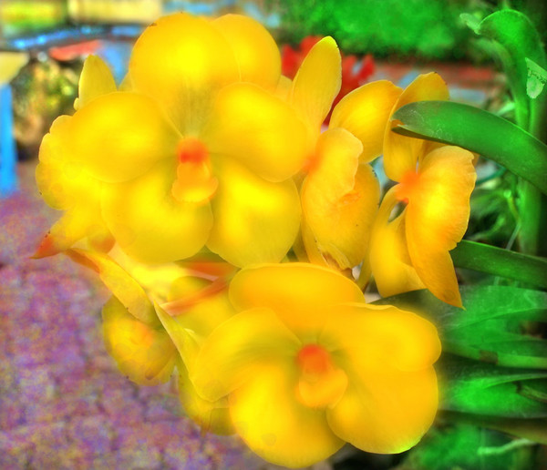 CLUSTER OF YELLOW ORCHIDS WITH LAVENDER PAVER PATH