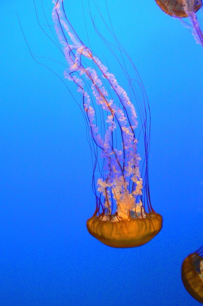 Jellies