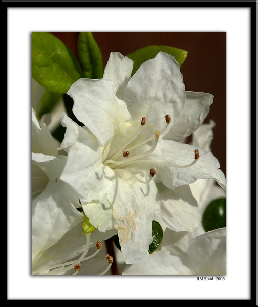 Spring White