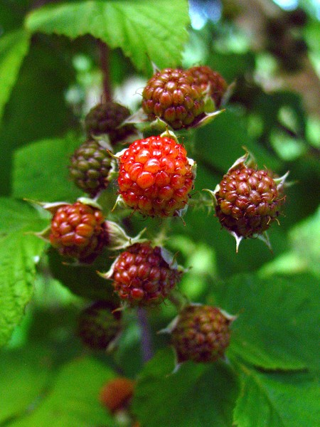 Red Rasberry