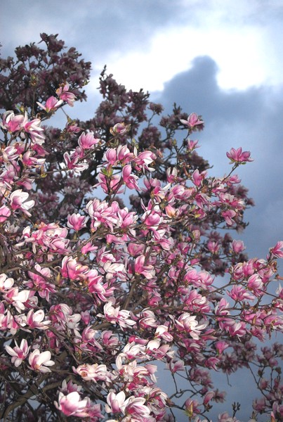Magnolia Sky