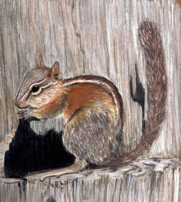 Squirel