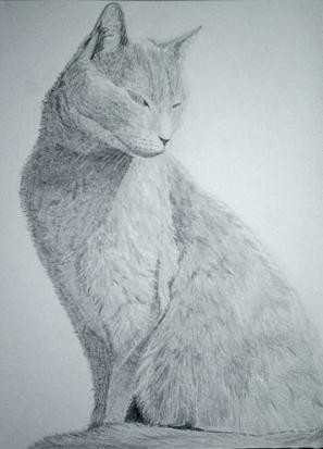 Cat 7