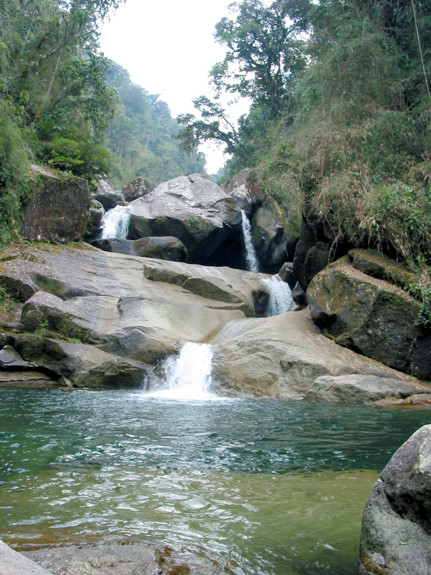 rainforest