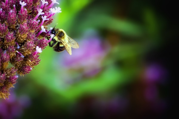 Let's Bee Together