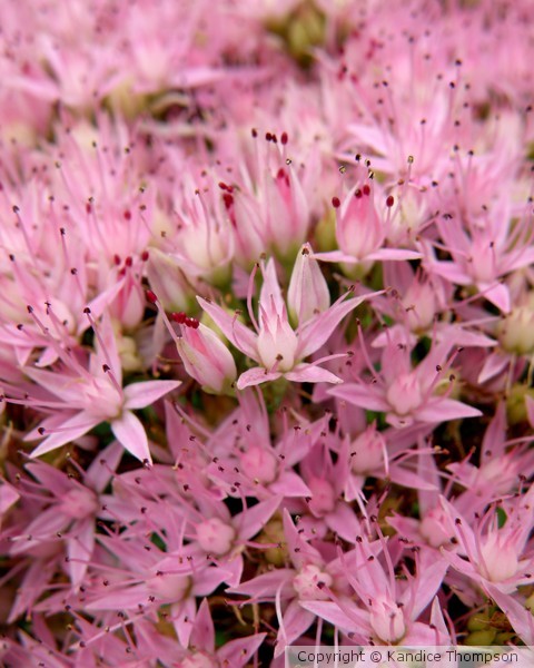 Bed of Pink 