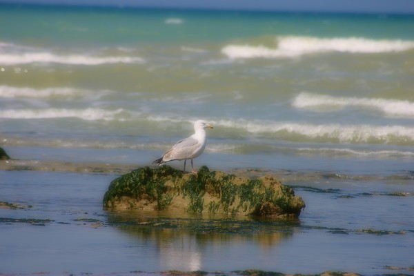 la mouette
