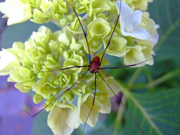 The Spider