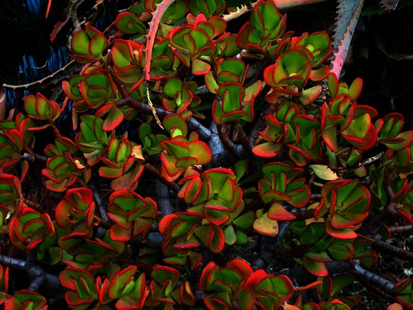 Variegated Wonder