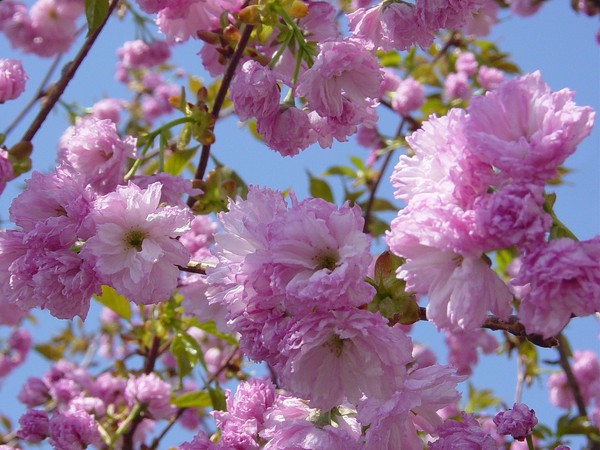 Cherry Blossoms At Peak
