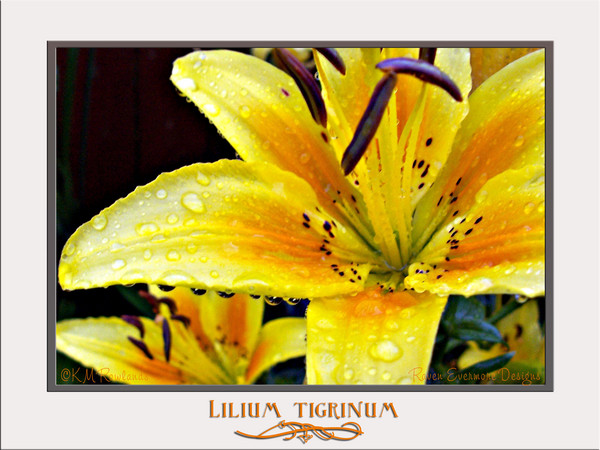 Yellow Tiger Lily