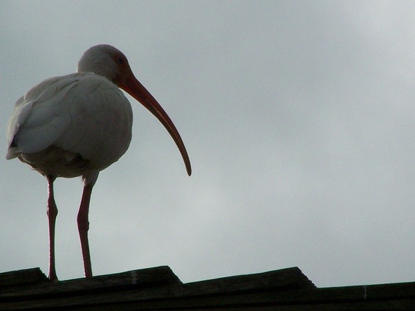 White Bird
