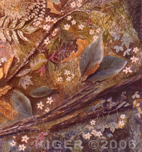 Pattern of leaves in the Woods