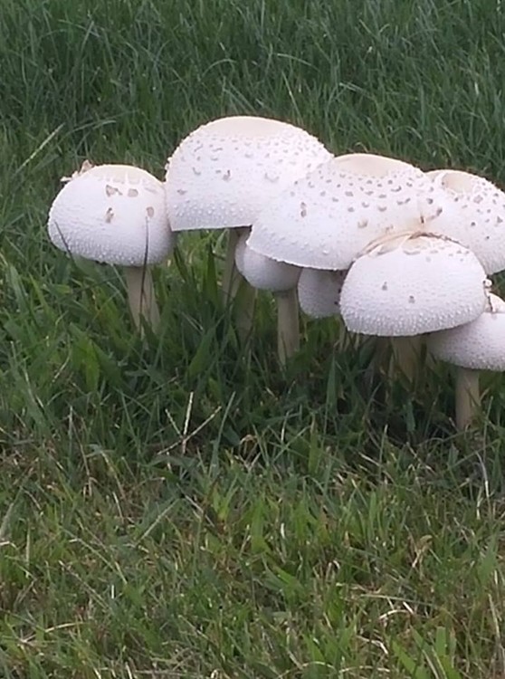 fairy ring 