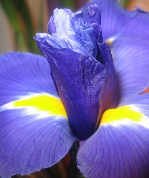 Purple Iris