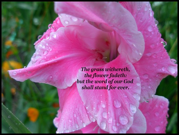 Withering Beauty
