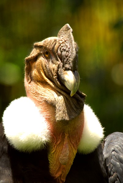 Condor, Zuleta, Ecuador