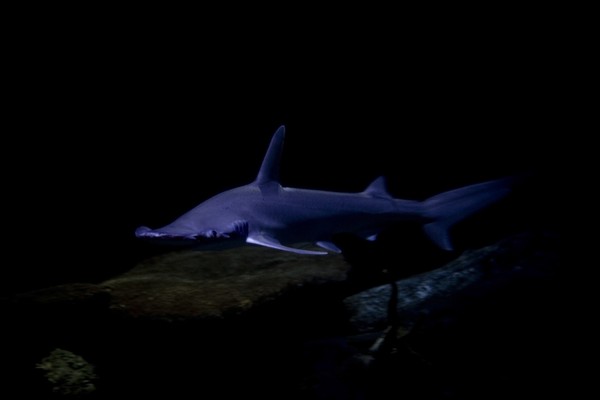 Vegas Hammerhead