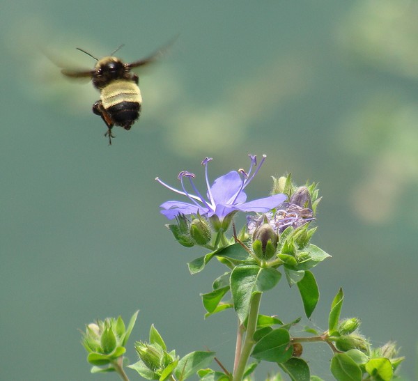 Bumblee Bee