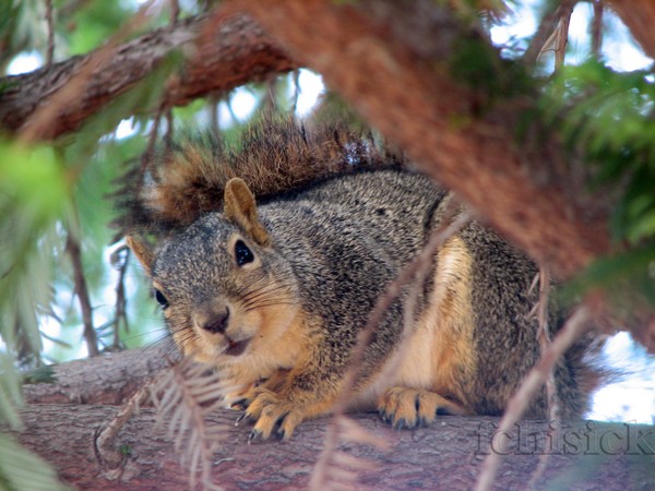 Charlie the squirrel looking at me!