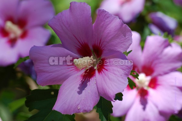 Rose of Sharon Photo