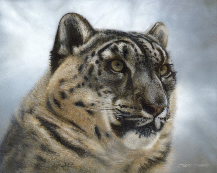 Snow Leopard Portrait