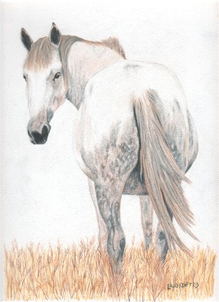 Horse Butt