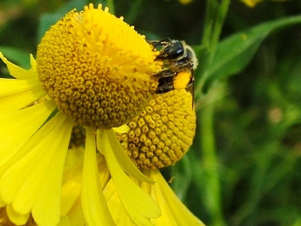 bumble-bee