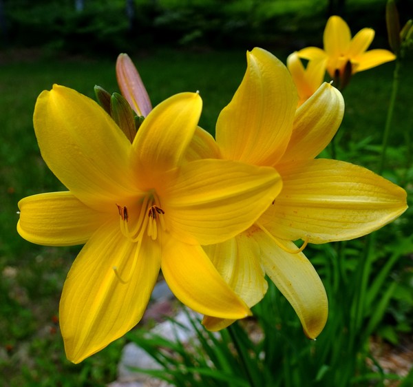 Yellow Lily